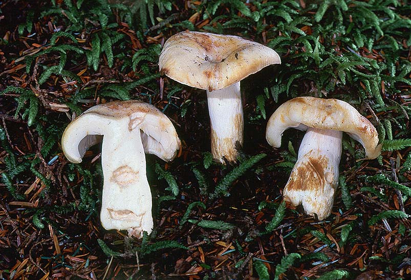 Russula crassotunicata